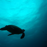 Sea Turtles