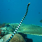 Venamous Sea Creatures