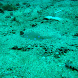 Sting Rays