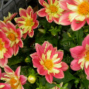 Dahlia