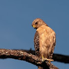 Red Shouldered Hawk