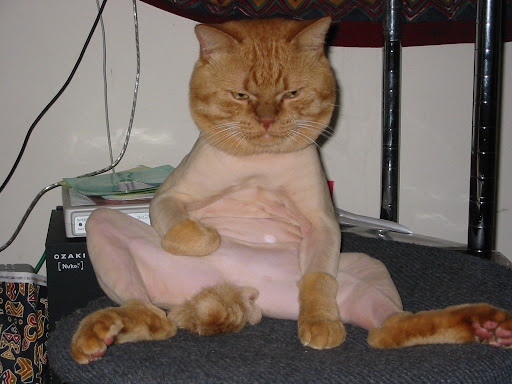 shaved+cat.jpg