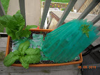 6 week tomande and romaine and spinach.