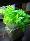 9 week heatwave lettuce (hydroton passive hydroponic).