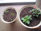 4 week snapdragons & coleus fresh-planted, 5 week impatiens from cuttings. V. chilly by that window, and not v. bright.