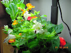 16 week mimulus, 6 week impatiens from cuttings. Maybe a bit too bright for the shady lady impatiens.