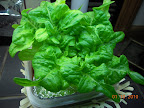 10 week heatwave lettuce.