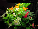 17 week mimulus, 7 week impatiens from cuttings. Bowl is overflowing with roots.