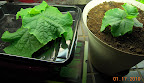 5 week cucino cukes. With buds! Dishtub one starting to get brown spots on shaded leaves.