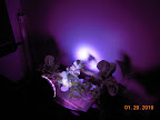 KRC lettuce in LED light. Note how tight the beam is - about 18' away, the white circle on wall not much bigger than the floodlamp. Casts dim rainbow up the wall.