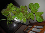 12 weeks - retired KRC lettuce garden. The mint got potted, lettuce eaten.