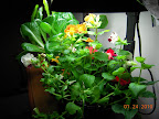 18 week mimulus, 8 week impatiens. Need pruning badly.