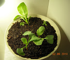 14 day greens CFL side, after thinning. One spinach emerged today.