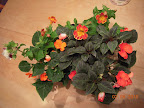 20 week mimulus, 10 week impatiens, from the impatiens side. Bowl overflowing with roots.