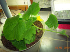 8 week potted cucino cuke - has maybe 8 fruit set, more flowers. Fruits aren't growing very fast... LED only on part of the time.