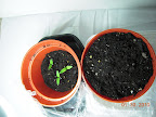 7 days CFL side tomatoes, all emerged at 5 days.