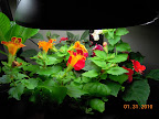 19 week mimulus, 9 week impatiens.