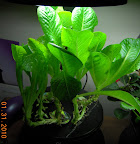 10 week romaines