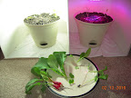 21 days - after harvesting brassicas (mustard top, radishes sides)