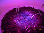 2nd spinach seedling up today. Truly pathetic looking lettuce.