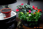 21 week mimulus, 11 week impatiens, carmen peppers 3 weeks from seed / 1 week from germination.