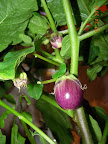 10.5 week eggplant's first eggs