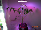 33 days - transferred one LED from this tomato to the CFL side - discarding the LED side plant (after a day of testing)