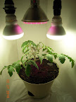 Once-CFL side jet star, repotted with new light array (this was one of the greens experiment pots, not so big)
