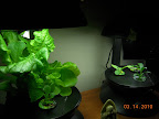 3/1.5 week lettuce and flower gardens. Lettuce munch time - yum. :)
