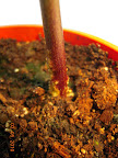 6- week carmen pepper - hoping this is roots, not rot, at the base of the stem. Buried it on transplanting. Normally don't do that with peppers?