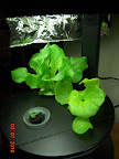 2 week burpee bibb and tom thumb lettuce, few days for the 3rd pod little caesar romaine (corn salad seed rotted).