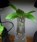 Pineapple sage cuttings, about a week from cutting.