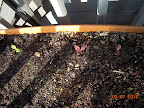 Planted out 3 lettuce (little caesar, silvia). They didn't seem healthy indoors, either. So - thrive or die.
