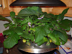13/12 week eggplant, looking scruffy.
