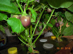 13/12 week eggplants - eggs on board.