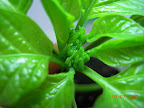 6 week once-LED carmen pepper, buds.