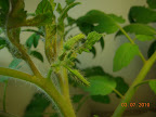 6 week jet star buds.