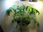 6 week jet star - with buds! Replaced one of the 15W 6500K CFL's with a 26W 2700K CFL. It liked that! And its new pot - got big fast.