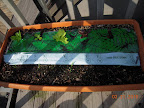 Originally planted-out lettuce, plus two a little more recent, and spinach seedlings.