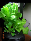 4 / 2.5 week bibb, tom thumb / little caesar romaine.