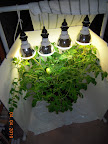 10 week Jet star tomato - 3 sizeable fruit, maybe 6 pea-sized. It likes its new pen. :)