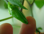 10 week carmen pepper - definitely growing fruit now (about 3 this definite, maybe another half dozen set).