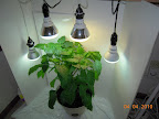10 week carmen pepper - loves the new setup, lots of flowering, holding onto its fruit now.