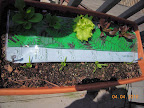 Earliest outdoor lettuces and spinaches - spinach from seed outdoors 45 days ago.