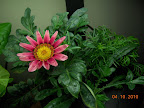 7 week gazania - first bloom! Nifty leaves, too.