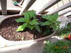 Oregano overwintered in that pot. Pineapple sage from clones.