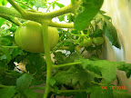 12 week jet star tomato - three of the smaller fruit