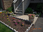 Pansies and gazanias coming along.