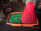 radishes and swiss chard around early girl tomato cloche