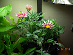 9 week gazanias - younger one has bud, no blooms yet. Brachychome has neither.